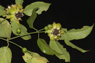 Austrobaileya scandens